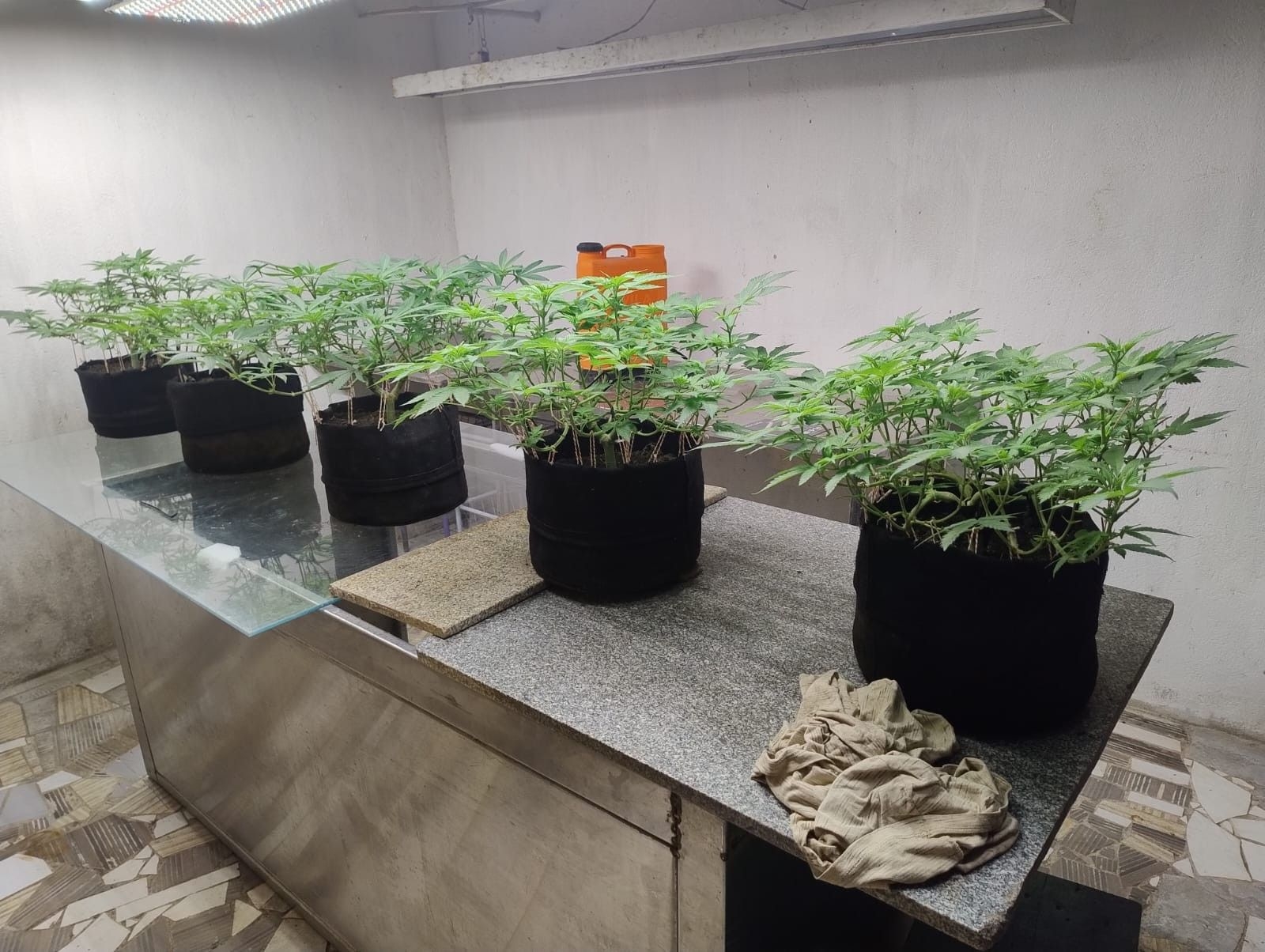 Laboratório de maconha desmontado em Maceió