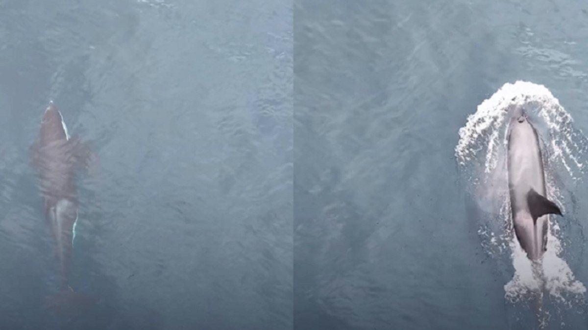 Vídeo de orca impulsiona turismo e encanta internautas