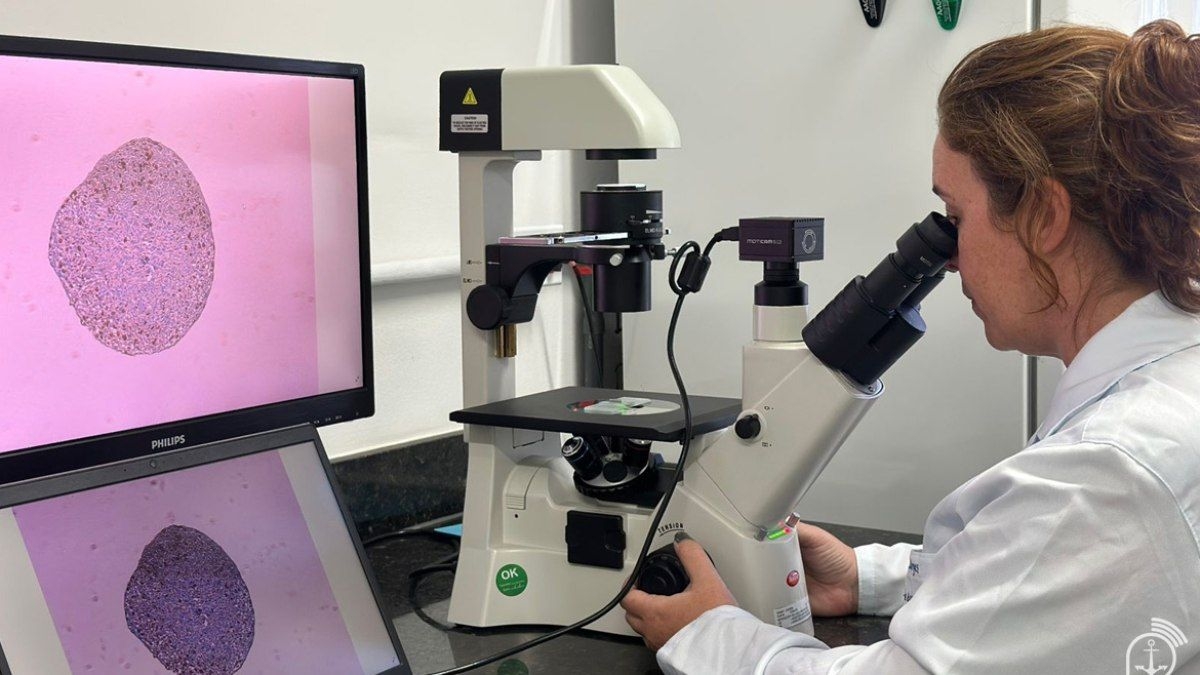 Compostos marinhos da Marinha podem ser aliados contra câncer