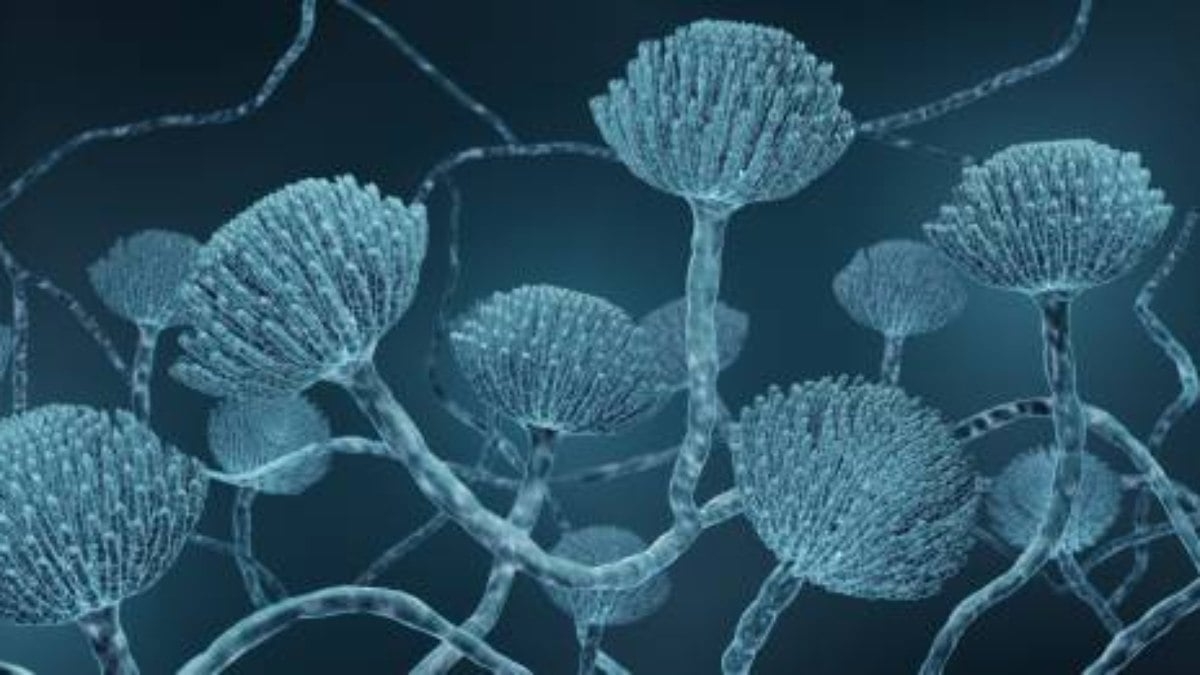 Mudanças climáticas e o aumento de infecções fúngicas