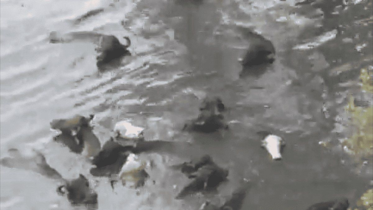 Búfalos são vistos mergulhando no Rio Pinheiros