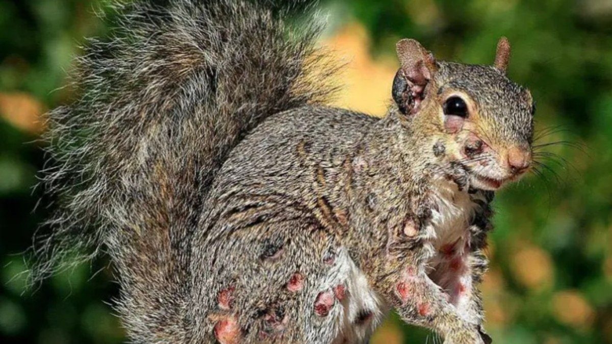 Esquilos zumbis com tumores assustam moradores nos EUA