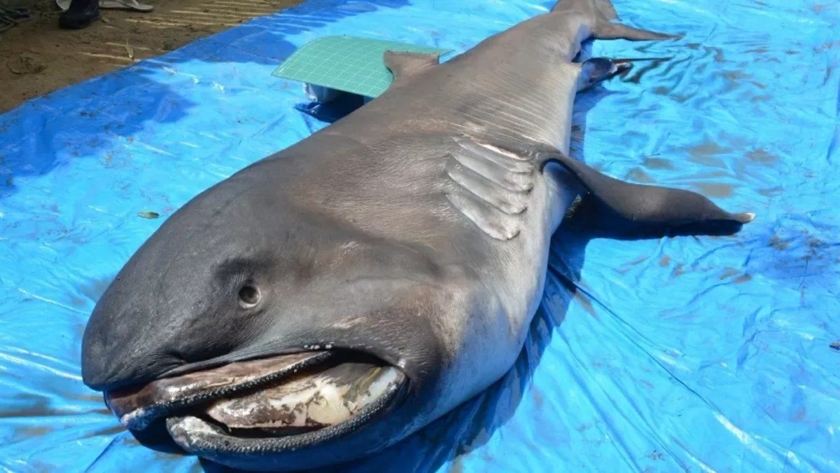 Tubarão megaboca é encontrado encalhado em Sergipe