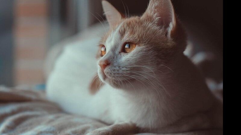 Sinais Que Provam Que Seu Gato Te Ama