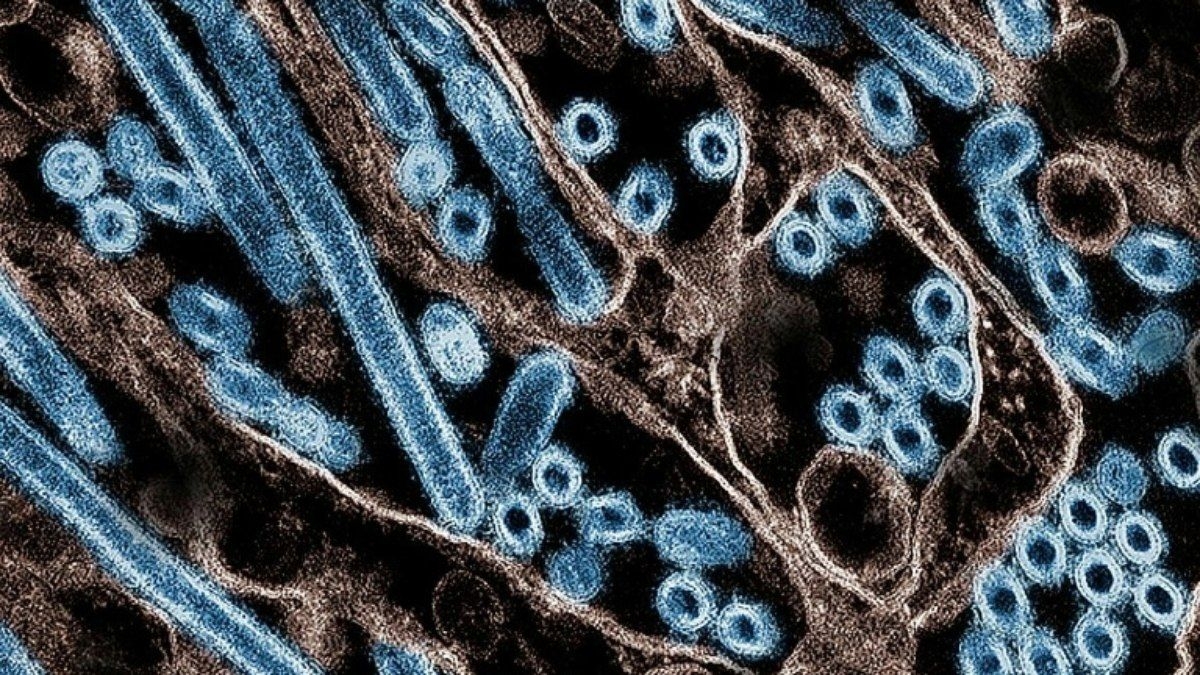 Primeira morte de gripe aviária H5N1 no México