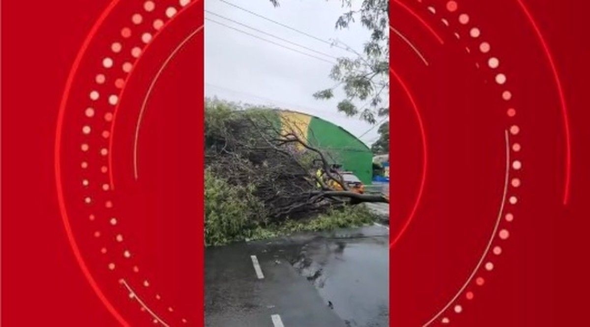 Árvore bloqueia trânsito em frente ao Mercado do Jaraguá
