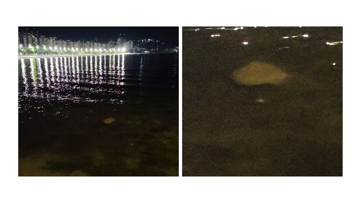 Raias são avistadas na orla de Niterói