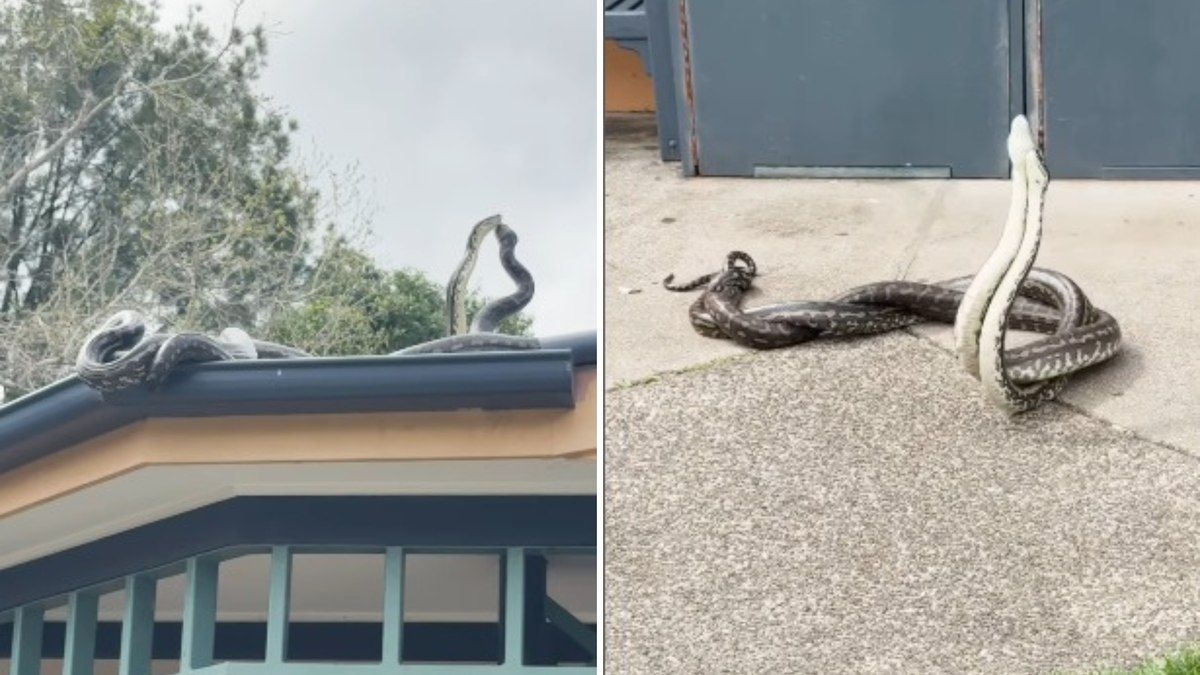 Pítons gigantes duelam em telhado na Austrália