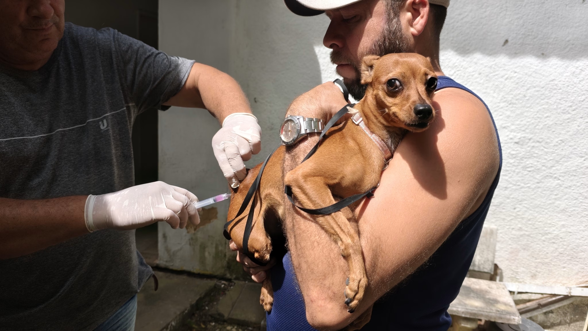 Vacinação Antirrábica imune mais de 4 mil animais em Penedo