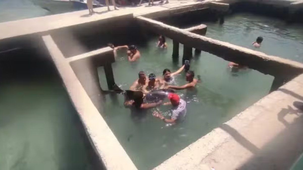 Tubarão ataca adolescente em aquário ilegal na Colômbia