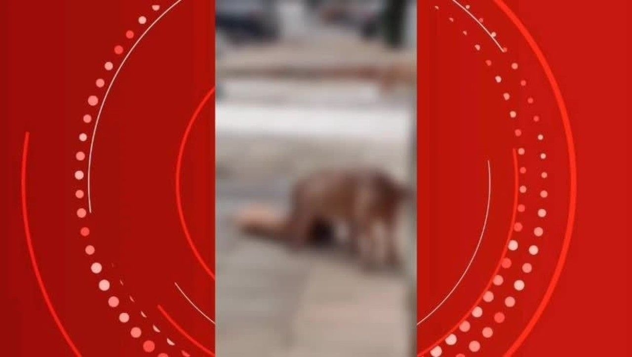 Tutora de pitbulls diz que cães não eram agressivos