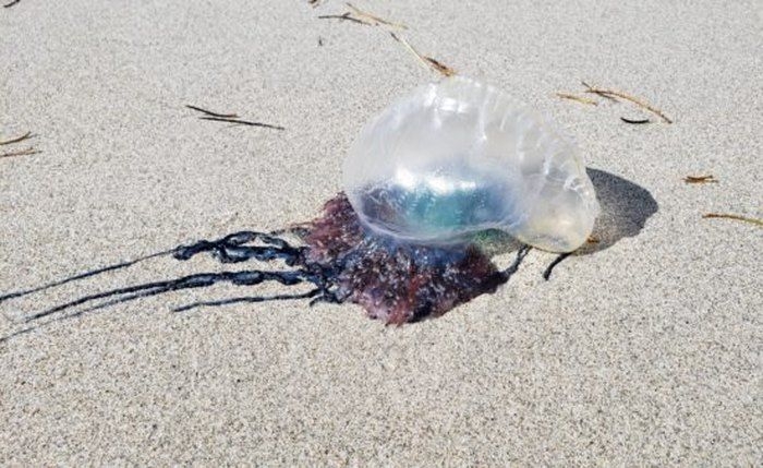 Em 8 horas, CBM atende 17 vítimas de queimadura por caravela no Francês