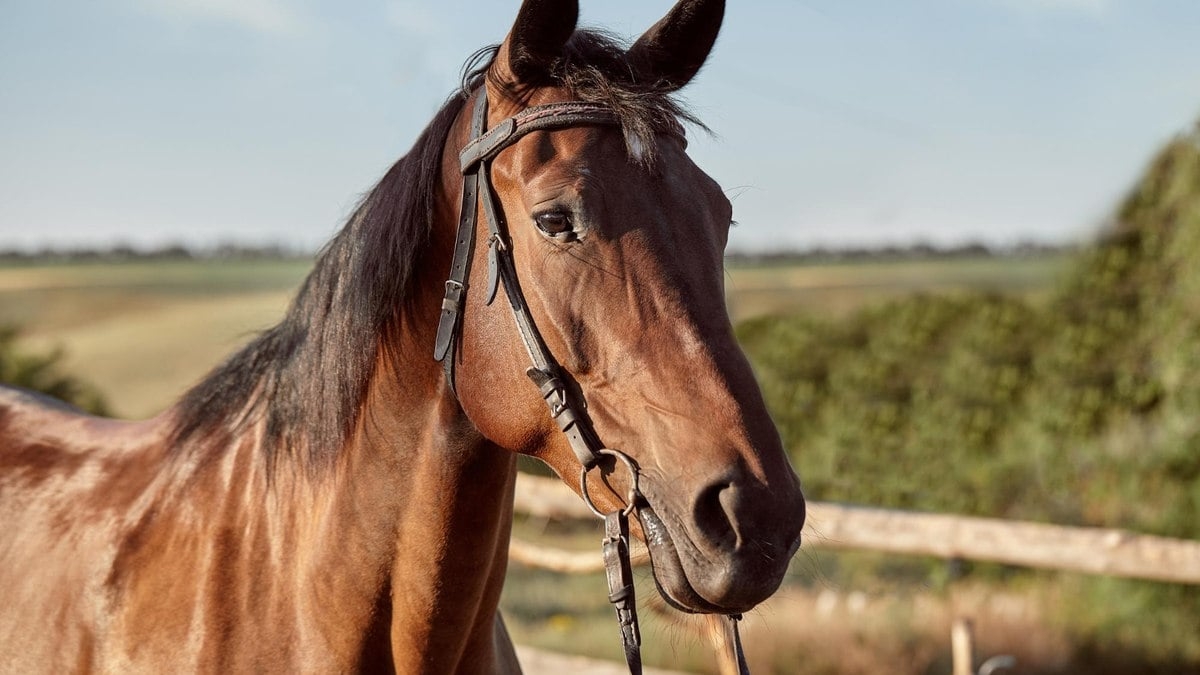 Ração contaminada mata 245 cavalos em quatro estados
