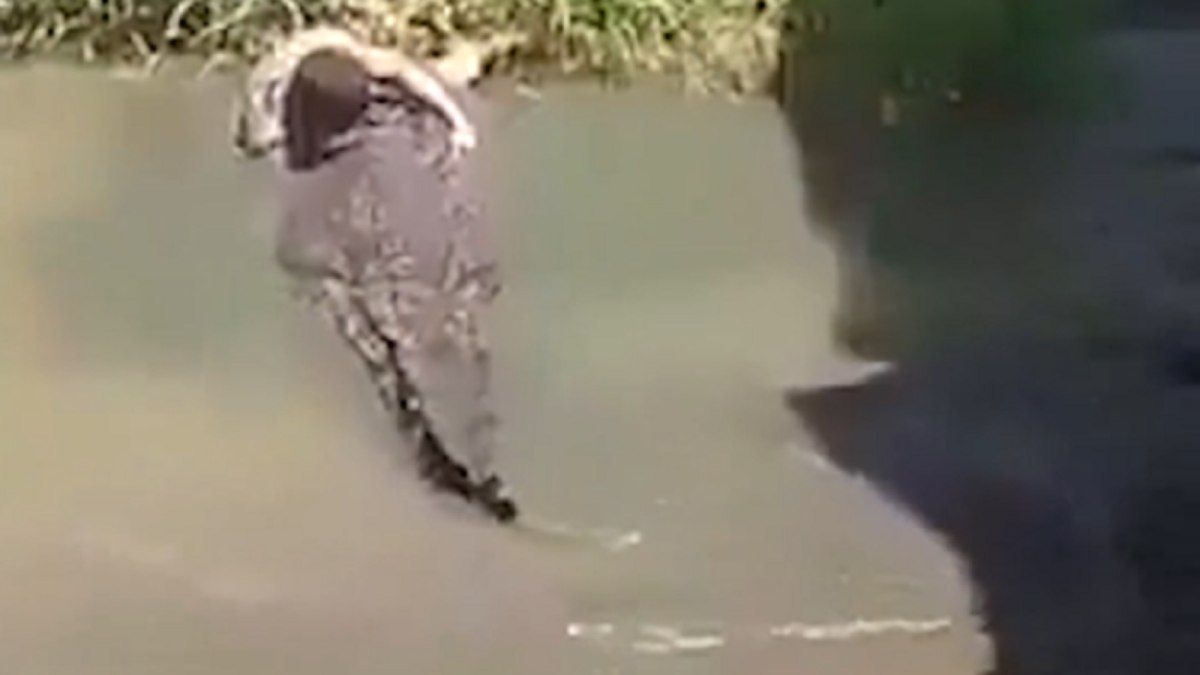 Homem sofre ataque de crocodilo ao tentar selfie