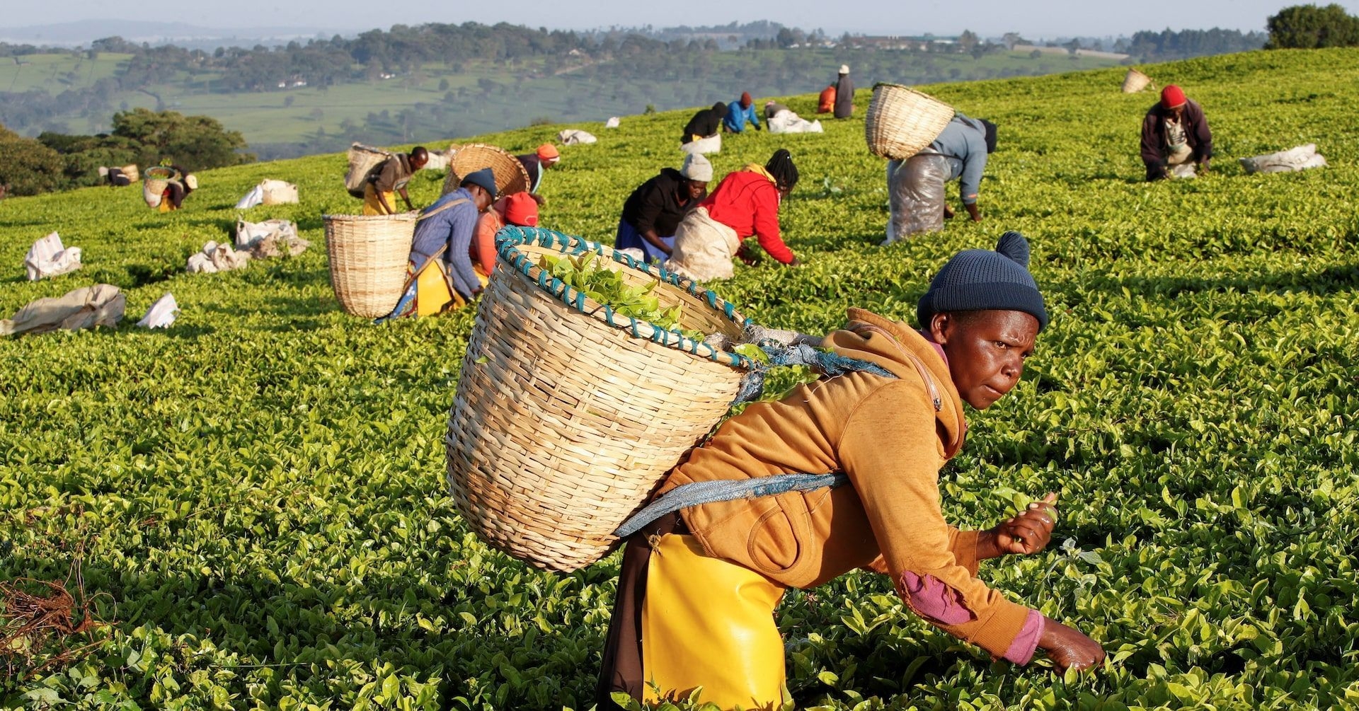Conflito de Terras no Quênia Destroi o Setor de Chá