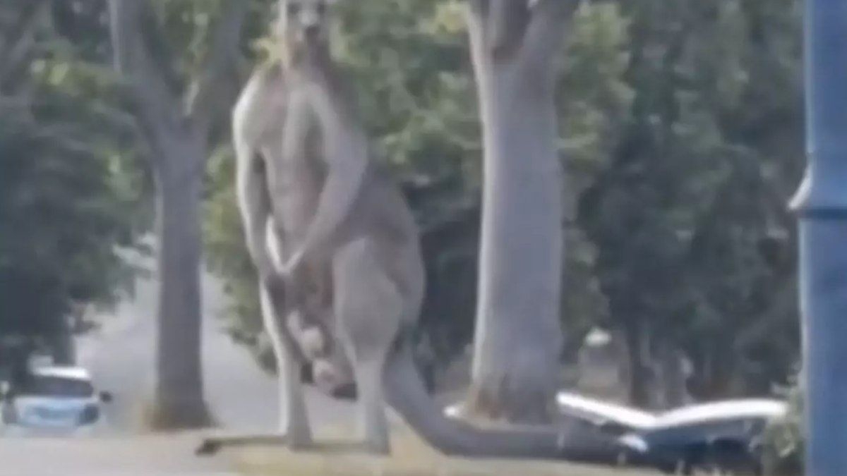 Canguru gigante assusta moradores na Austrália