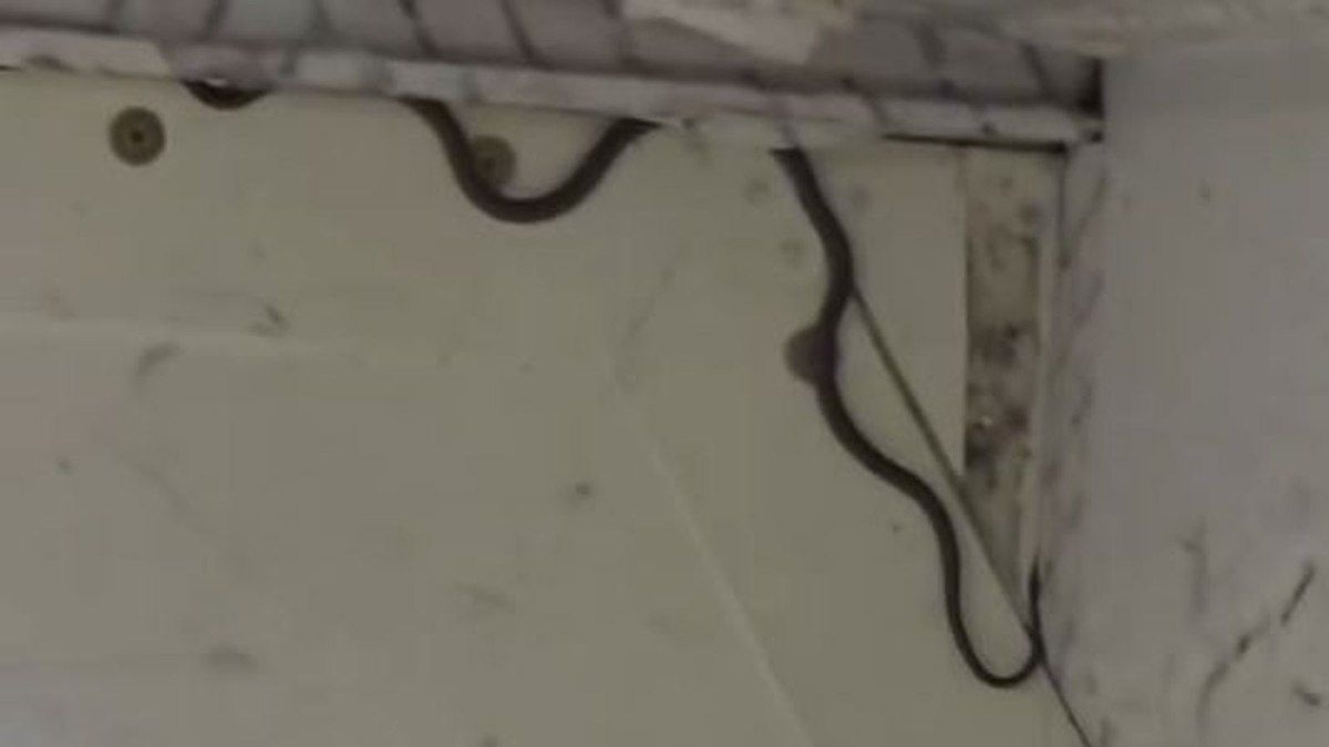 Cobra causa pânico em avião de voo na Austrália