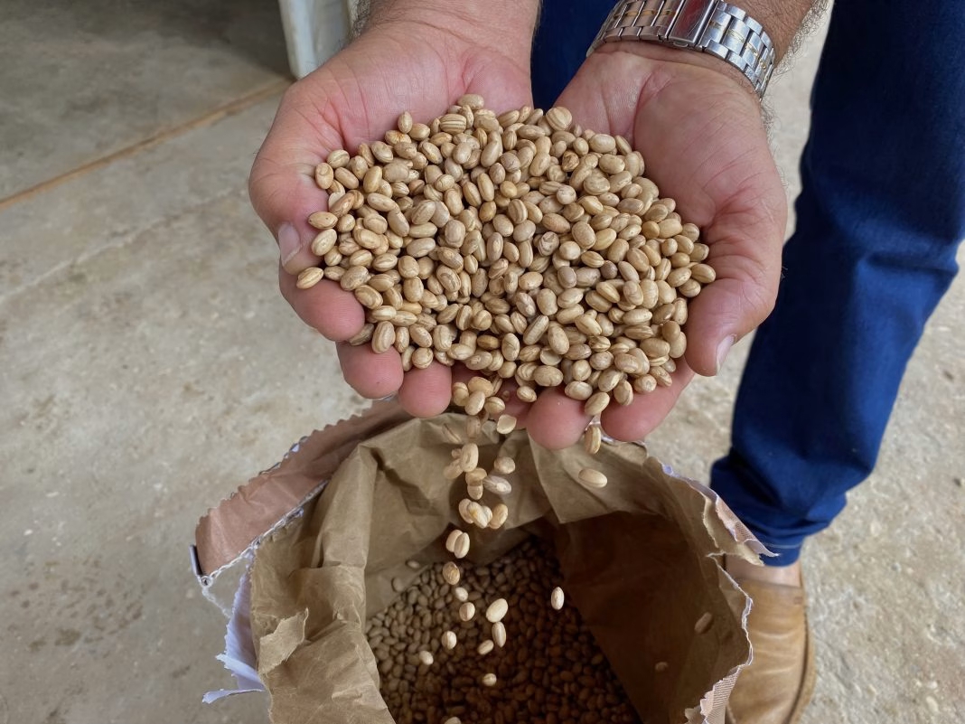 Agricultores de Penedo precisam se inscrever para receber sementes do Programa Planta Alagoas