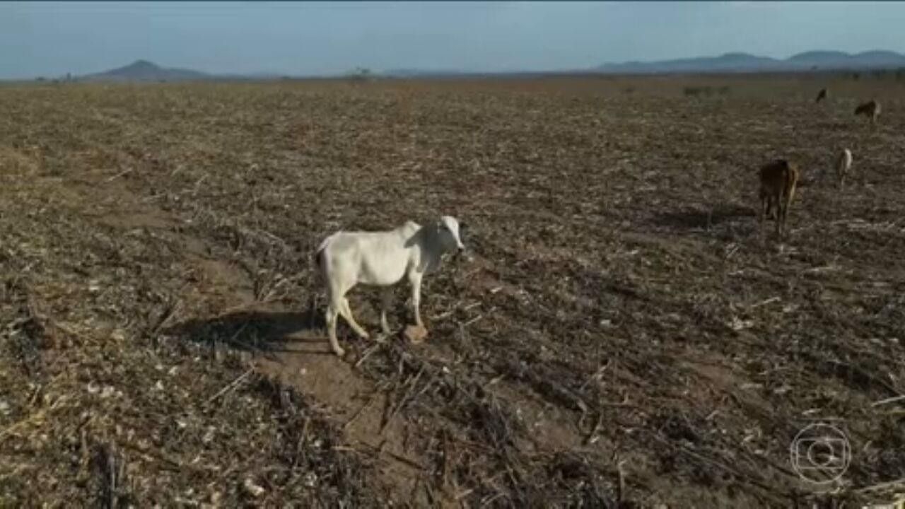 Semiárido alagoano enfrenta seca severa e pouca chuva