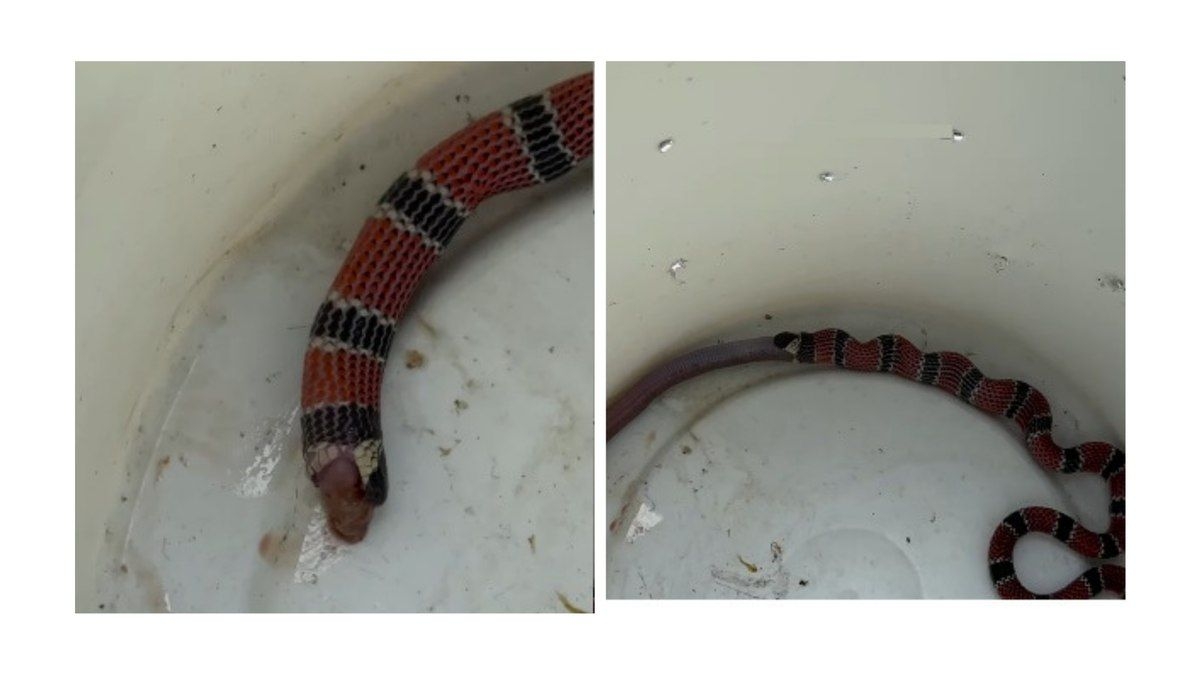 Cobra-coral regurgita cobra-de-duas-cabeças em resgate