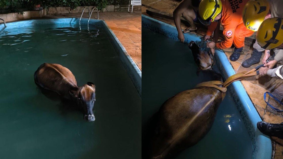 Bombeiros resgatam vaca de piscina em Goianira