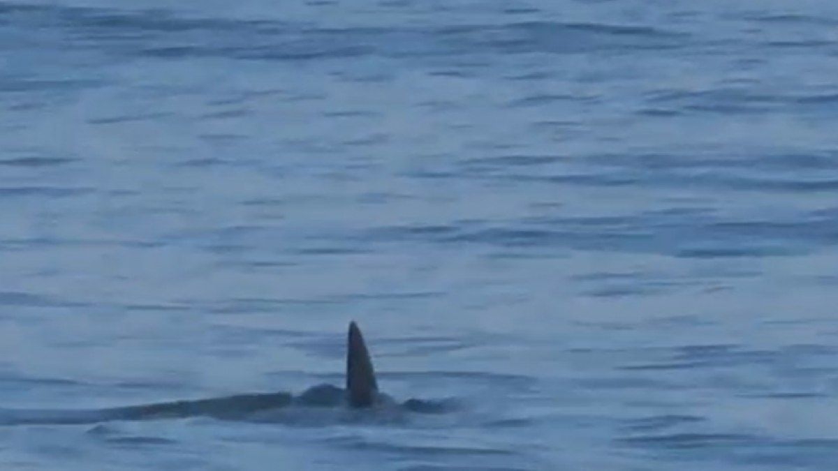 Tubarão causa alvoroço na Barra da Tijuca hoje