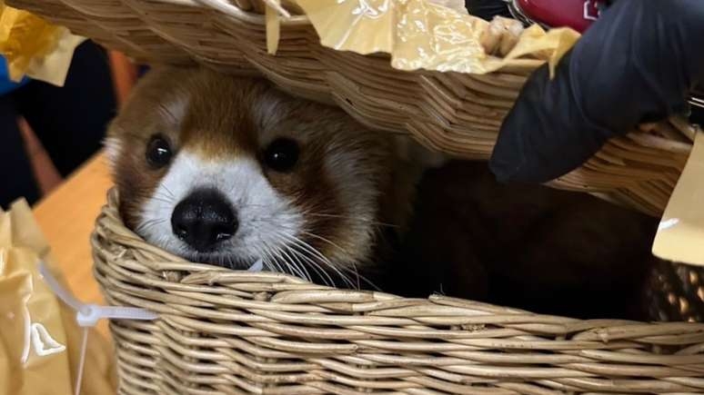 Mais de 80 animais são resgatados em aeroporto na Tailândia