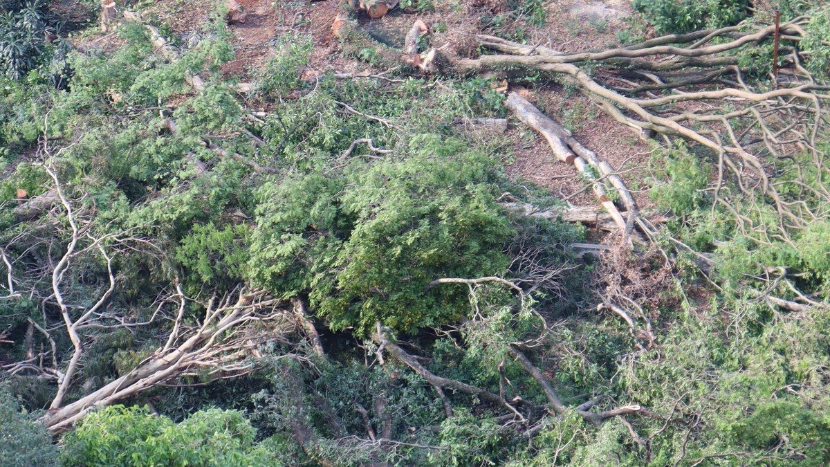 Bosque na Lapa é derrubado para construção de prédio