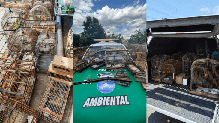 Operação da polícia resgata aves silvestres em cativeiros na capital e no interior