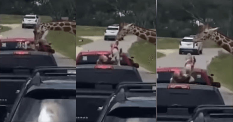 Bebê de 2 anos é erguida por girafa durante safári; veja vídeo