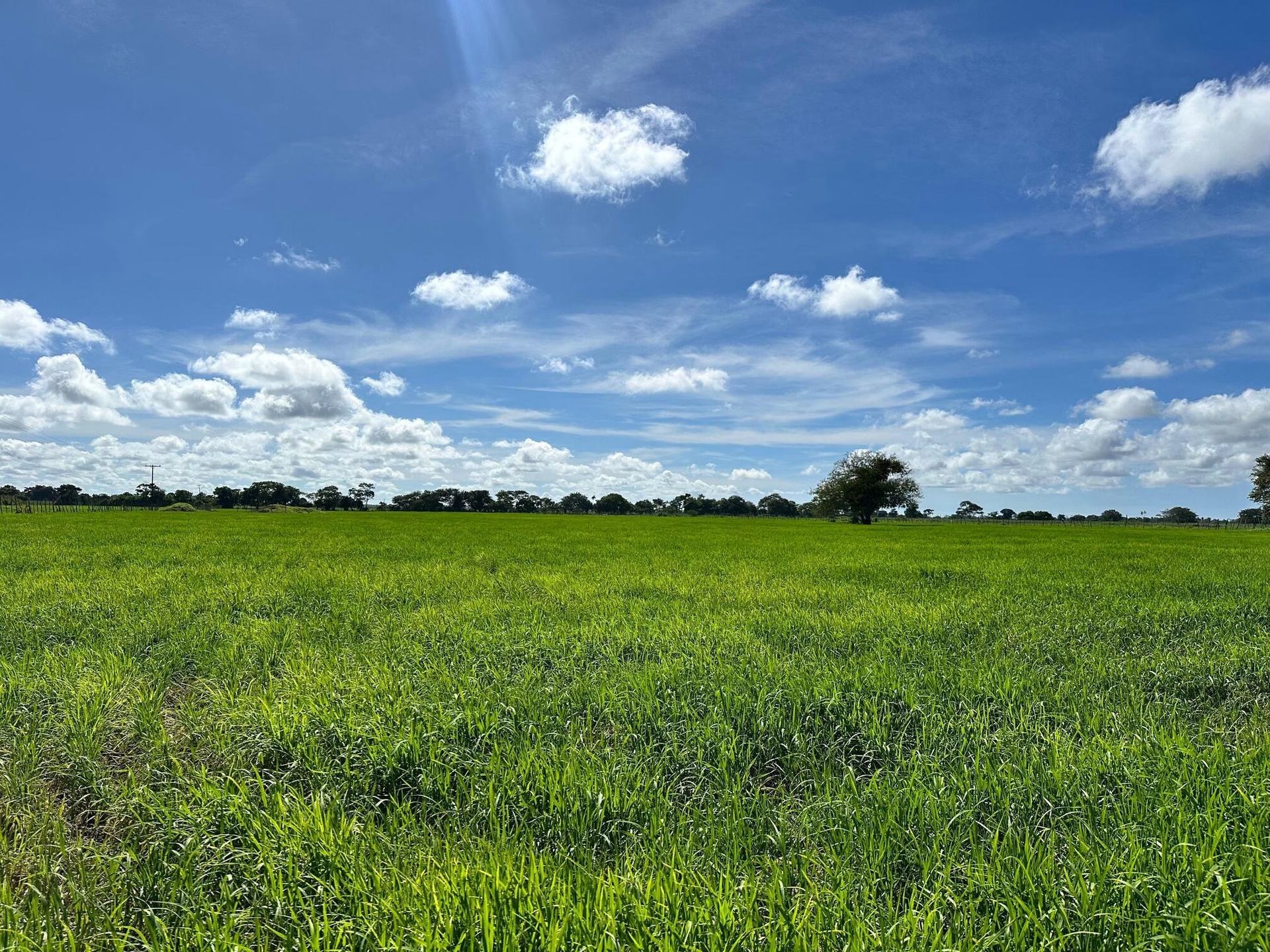 Agricultores da Ponta Mofina voltam a plantar arroz