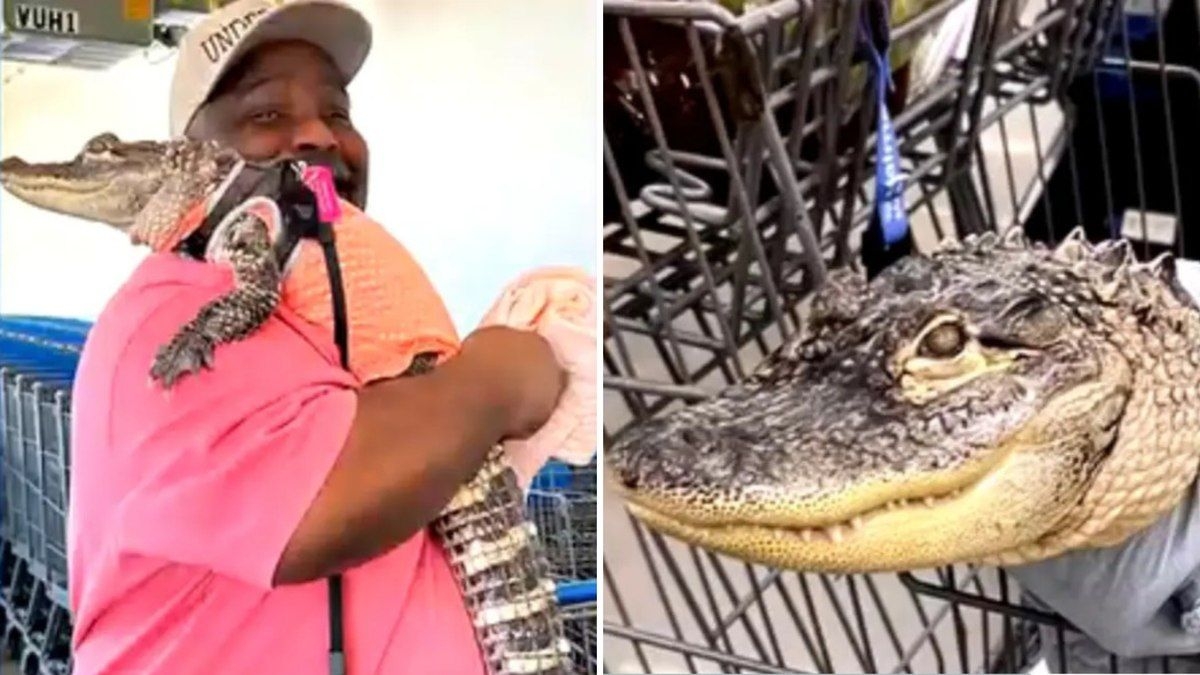Jacaré de apoio emocional é proibido em supermercado na Pensilvânia