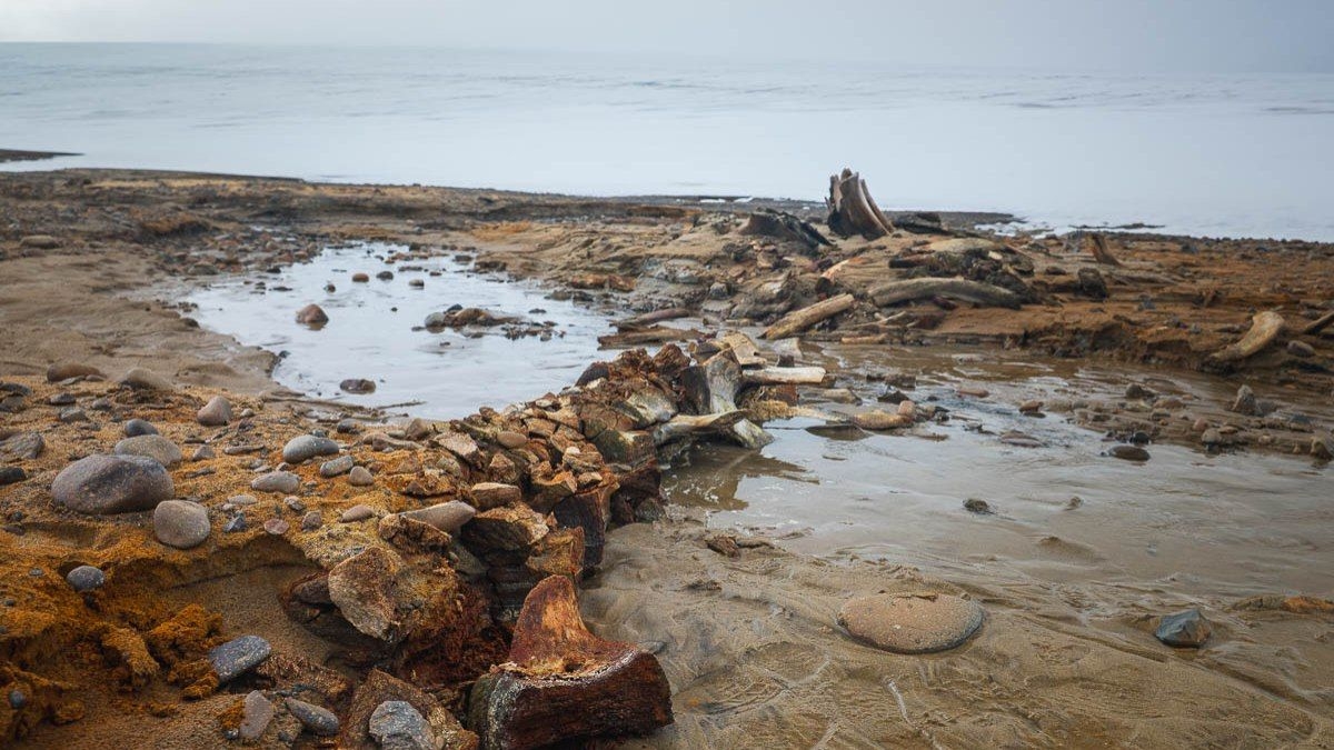 Cemitério de baleias revela impactos do derretimento glaciar