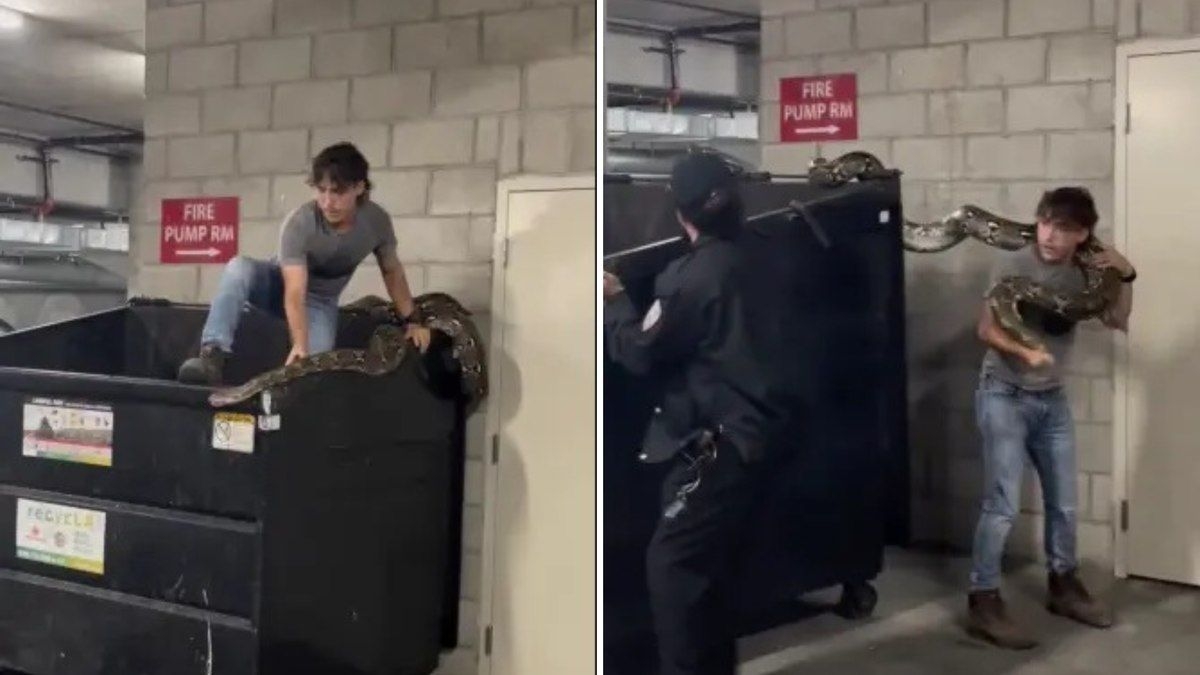 Homem captura píton de 6 metros em caçamba nos EUA