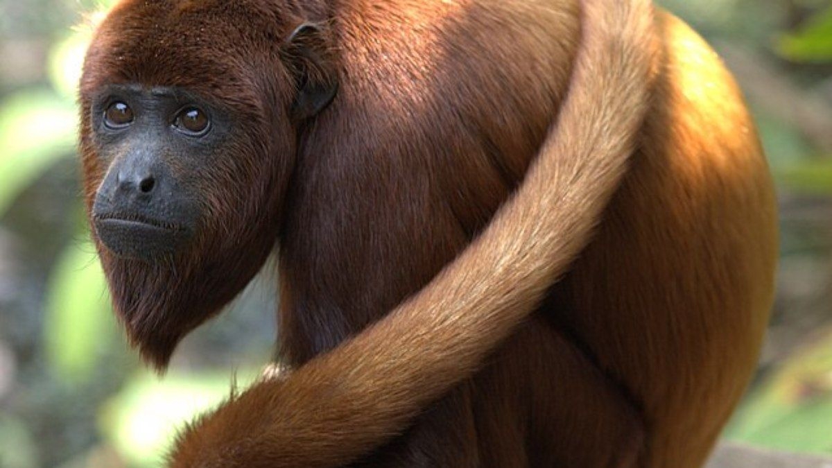 Microplásticos encontrados em macacos da Amazônia