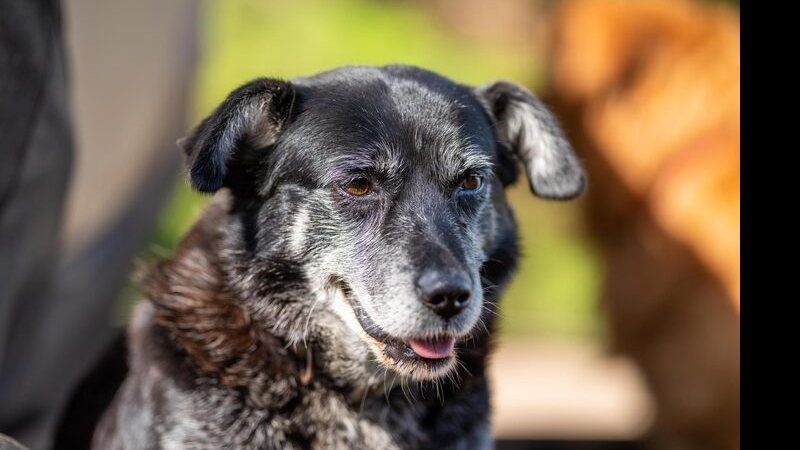 Quando um pet é considerado idoso na veterinária