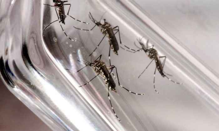 Mosquito da Dengue, Chikungunya e Zika desafia população alagoana