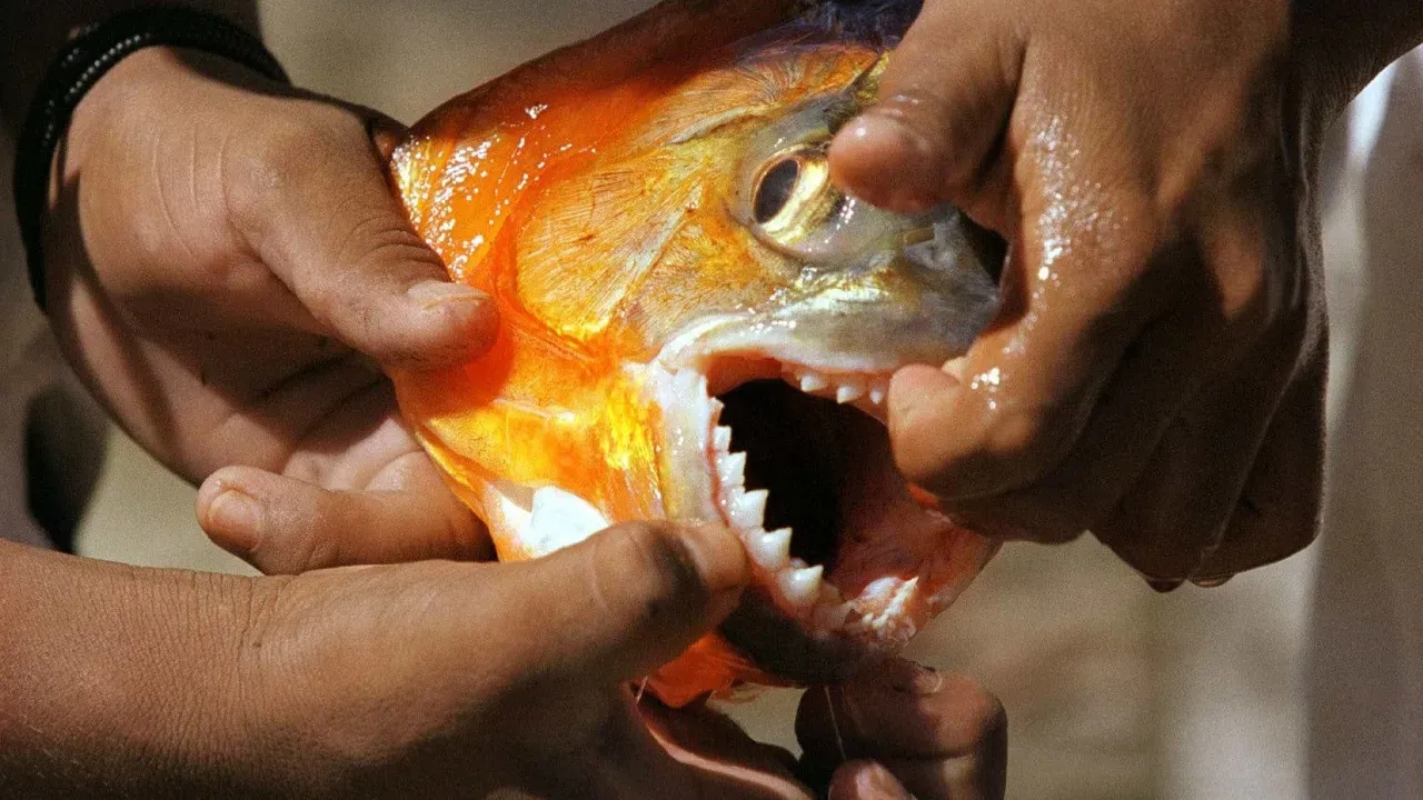 Piranhas atacam turistas e ferem seis em SP