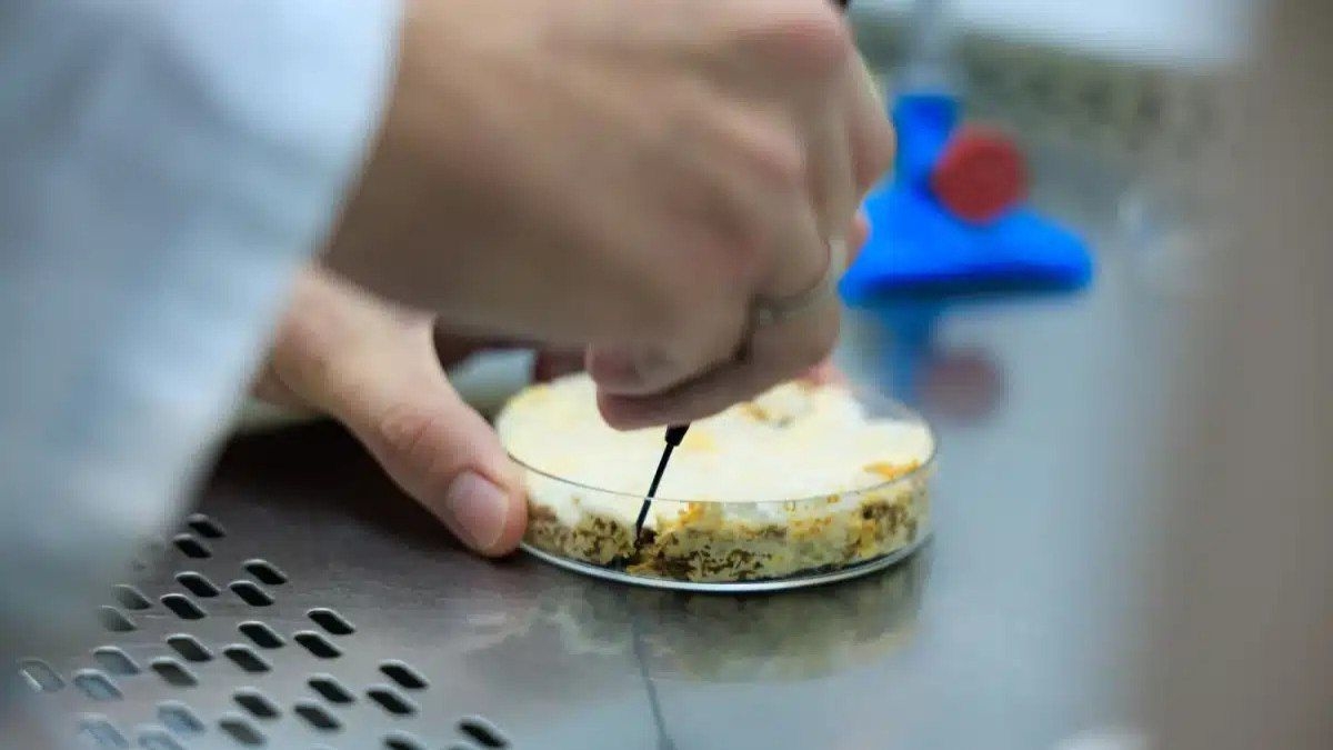 Unicamp inova com fungos para criar ingredientes alimentares