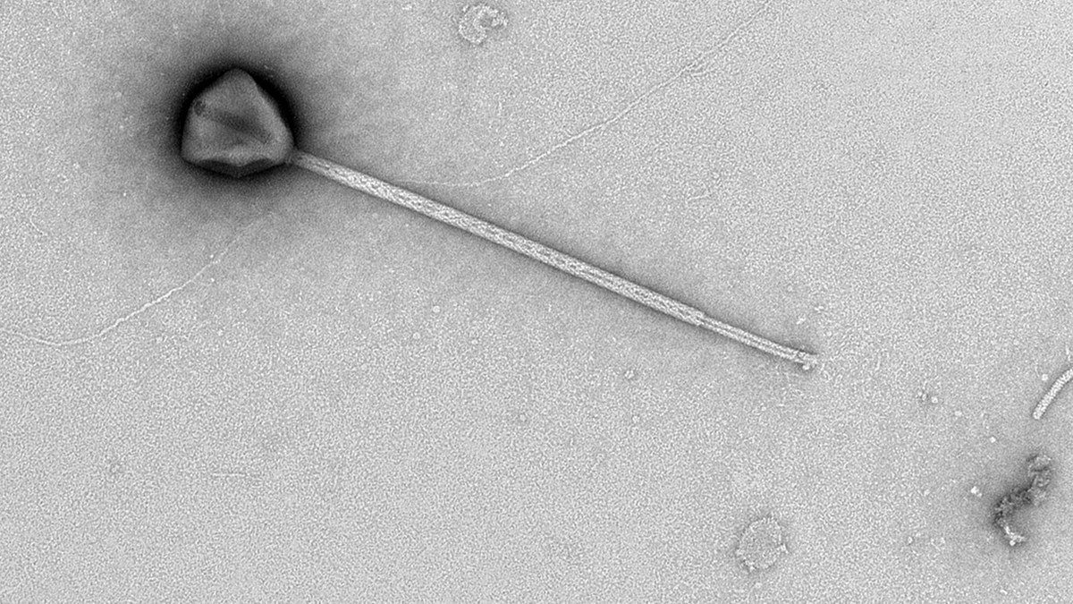 Descoberto vírus gigante com cauda no Oceano Pacífico