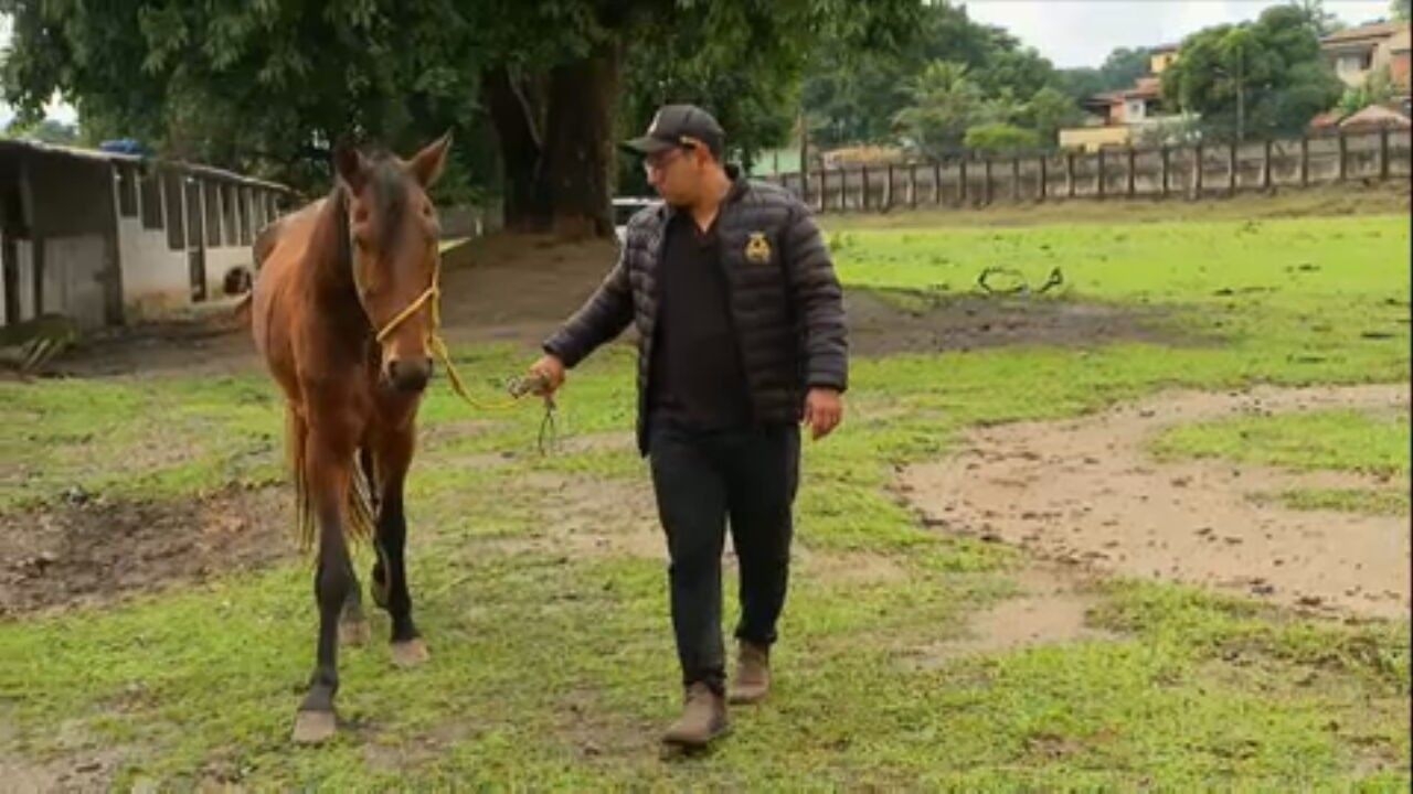 Cavalo de R$12 milhões morre em Alagoas por intoxicação