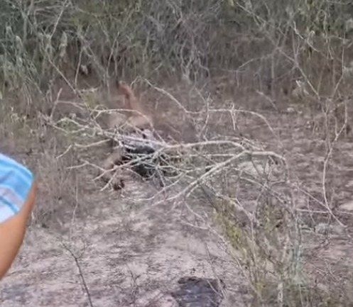 Corpo de mulher é encontrado em Olho D´água da Flores