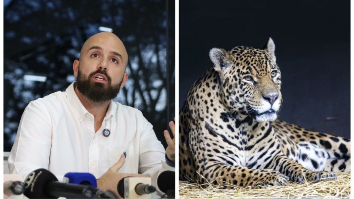 Buscas intensificadas para capturar onça no Pantanal