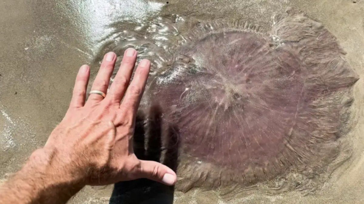 Água-viva gigante assusta banhistas na praia do Texas