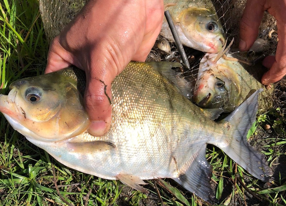 Criação de peixes em tanques gera emprego e renda