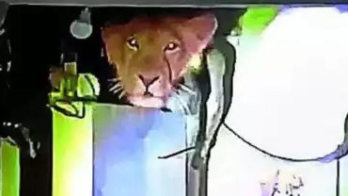 Família encontra leão na cozinha de casa na Índia