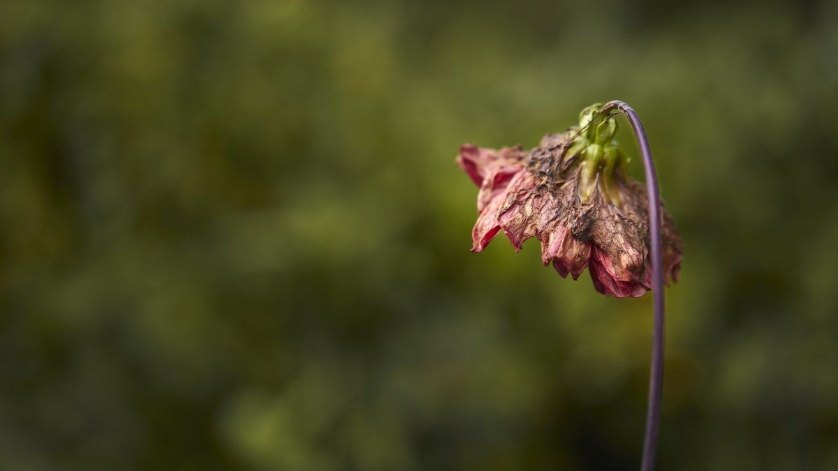 Como a poluição sonora afeta a vegetação
