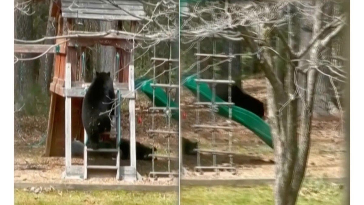 Urso brincalhão encanta em escorregador nos EUA