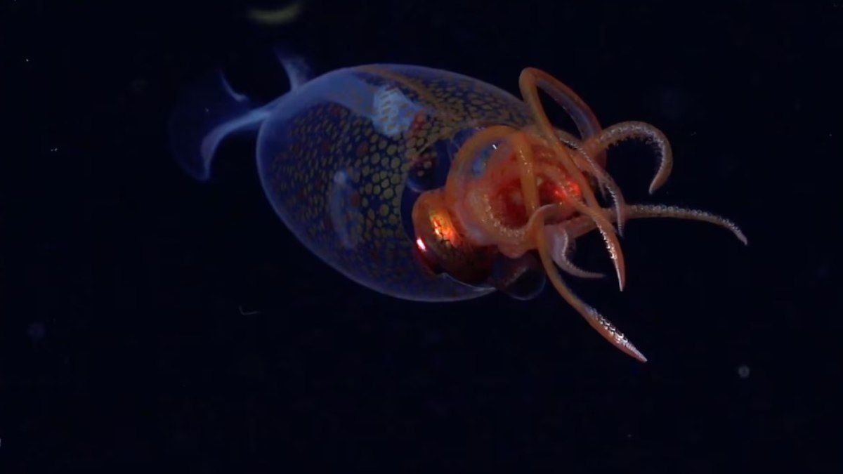 Lula colossal filmada pela primeira vez no oceano