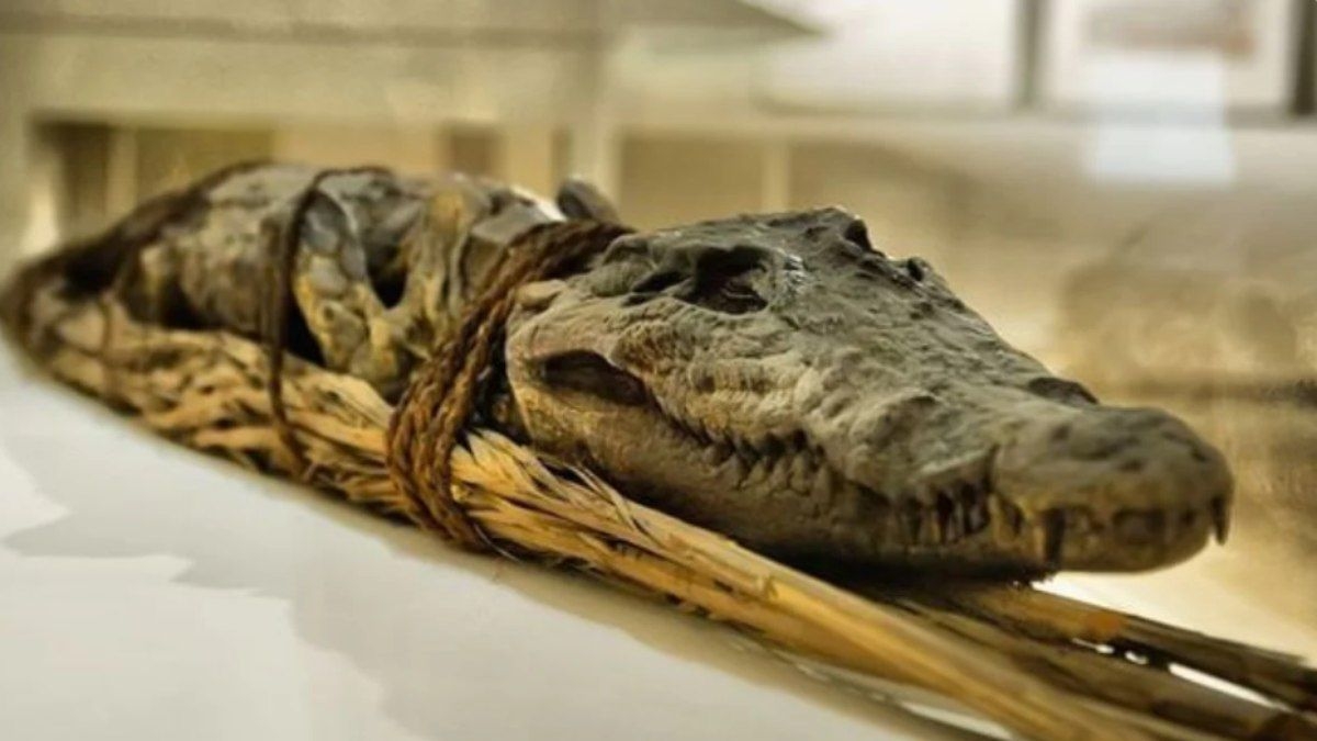 Rituais macabros do Egito Antigo com crocodilos